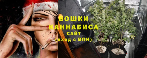 сатива Новокубанск